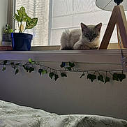 Ghost is registered to the contest to win money with this photo: cat, window, lamp, plant, potted_plant, blinds, bed, blanket, leafy_vine, indoor, relaxed, sunlight, windowsill, cozy, home, decor, furniture, animal, resting, natural_light