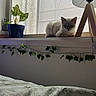 Ghost is registered to the contest to win money with this photo: animal, bed, blanket, blinds, cat, cozy, decor, furniture, home, indoor, lamp, leafy_vine, natural_light, plant, potted_plant, relaxed, resting, sunlight, window, windowsill