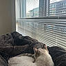 Ghost is registered to the contest to win money with this photo: cat, blanket, window, blinds, indoor, cozy, fur, resting, animal, pet, sleeping, soft, light, urban, building, daylight, comfort, relaxation, home, quiet