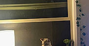 Ghost is registered to the contest to win money with this photo: cat, window, lamp, plant, potted_plant, indoor, night, windowsill, curious, reflection, cozy, home, furniture, light, shadow, decor, animal, pet, domestic, silhouette