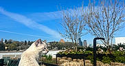 Ghost joined the competition — help win amazing prizes! animal, blue_sky, building, cat, cityscape, cushion, daytime, feline, flower, greenery, nature, outdoor, peaceful, pet, plant, shrub, sky, sunlight, tree, urban