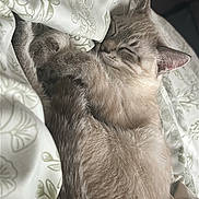 Ghost is registered to the contest to win money with this photo: animal, bed, blanket, cat, comfort, cozy, cute, domestic_animal, feline, fur, indoor, mammal, patterned, peaceful, pet, relaxed, rest, sleeping, soft, whiskers