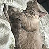 animal, bed, blanket, cat, comfort, cozy, cute, domestic_animal, feline, fur, indoor, mammal, patterned, peaceful, pet, relaxed, rest, sleeping, soft, whiskers