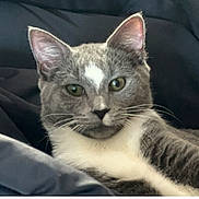 Bailey joined the competition — help win amazing prizes! cat, gray_cat, white_fur, pet, animal, closeup, portrait, feline, whiskers, ears, eyes, relaxed, indoor, soft_fabric, couch, resting, cute, fur, mammal, domestic_animal