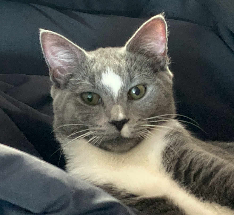 Bailey joined the competition — help win amazing prizes! cat, gray_cat, white_fur, pet, animal, closeup, portrait, feline, whiskers, ears, eyes, relaxed, indoor, soft_fabric, couch, resting, cute, fur, mammal, domestic_animal