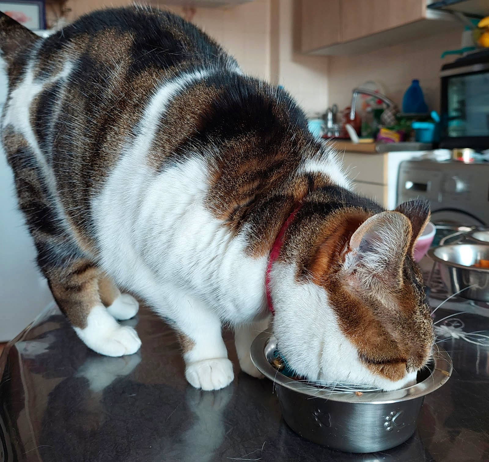 Nisane participe au concours pour gagner de l'argent avec cette photo : carnivore, cat, claw, comfort, domestic_short_haired_cat, felidae, fur, home_appliance, kitchen_appliance, lap, nap, paw, sleep, small_to_medium_sized_cats, snout, tail, whiskers