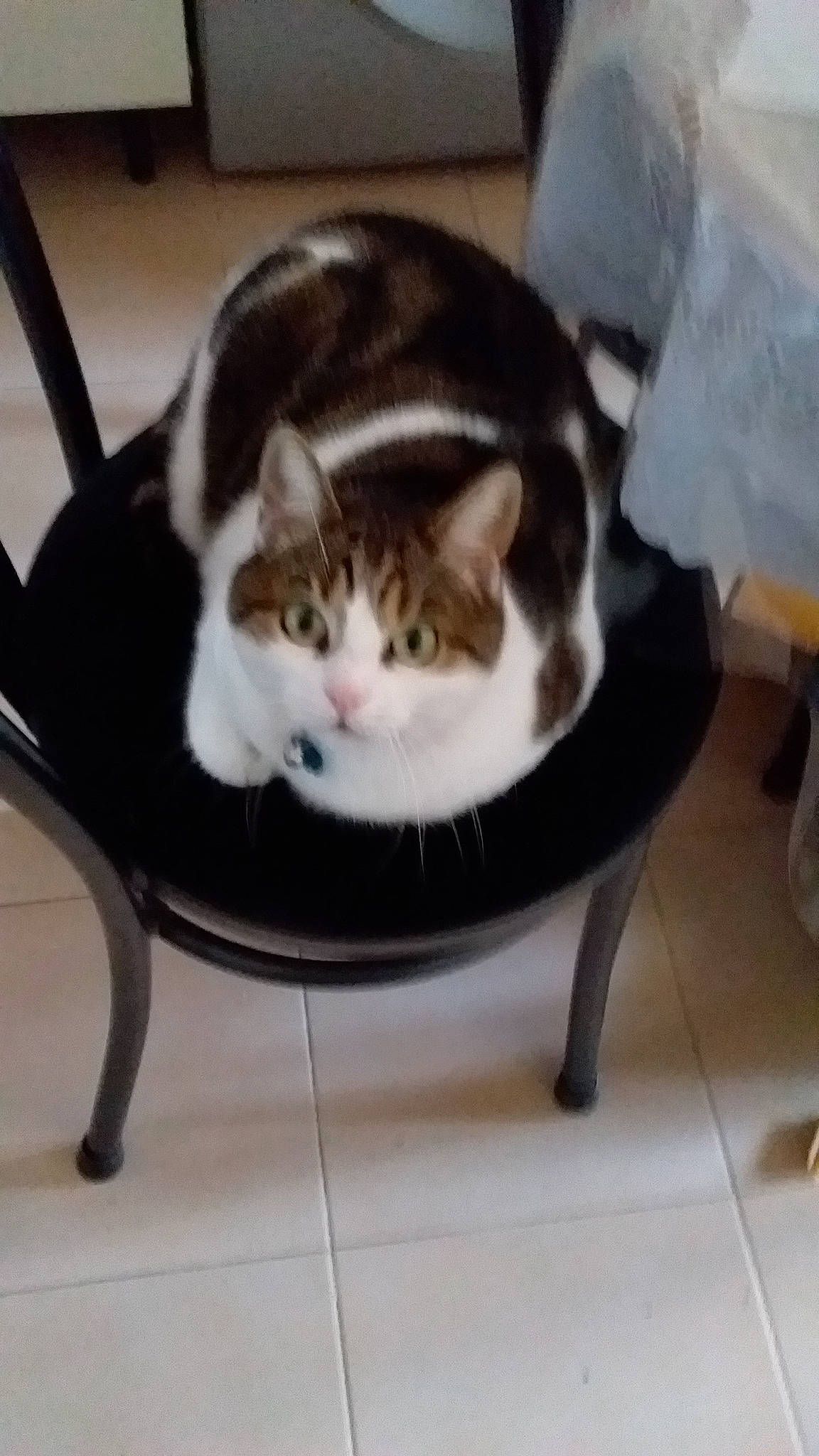 Nisane a rejoint le concours — aidez-le/la à gagner de superbes lots ! carnivore, cat, cat_supply, chair, comfort, domestic_short_haired_cat, felidae, floor, flooring, fur, furniture, hardwood, metal, room, shoe, small_to_medium_sized_cats, table, tail, whiskers, wood