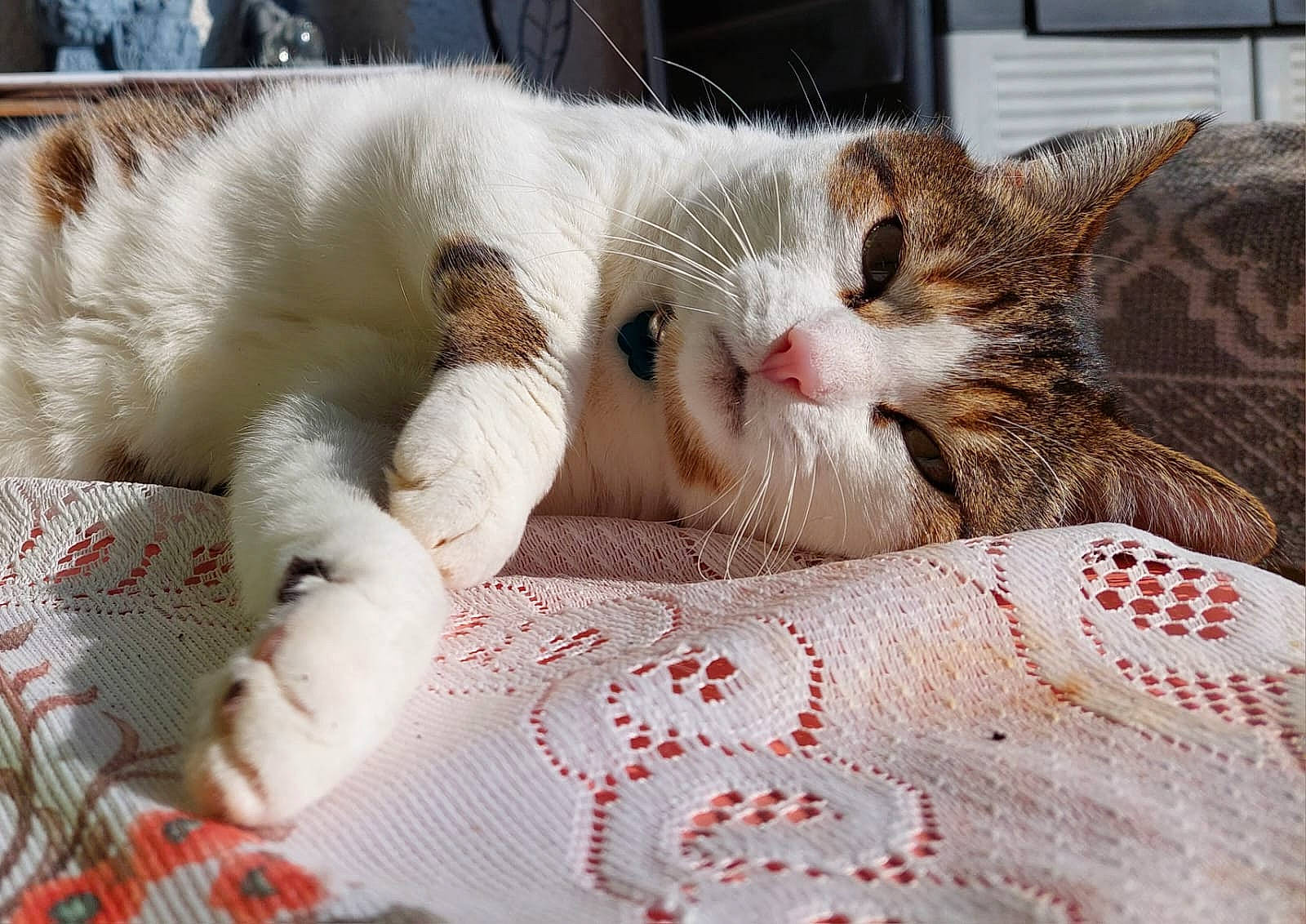 Nisane a rejoint le concours — aidez-le/la à gagner de superbes lots ! carnivore, cat, claw, comfort, creative_arts, domestic_short_haired_cat, felidae, fur, linens, pattern, paw, small_to_medium_sized_cats, textile, whiskers