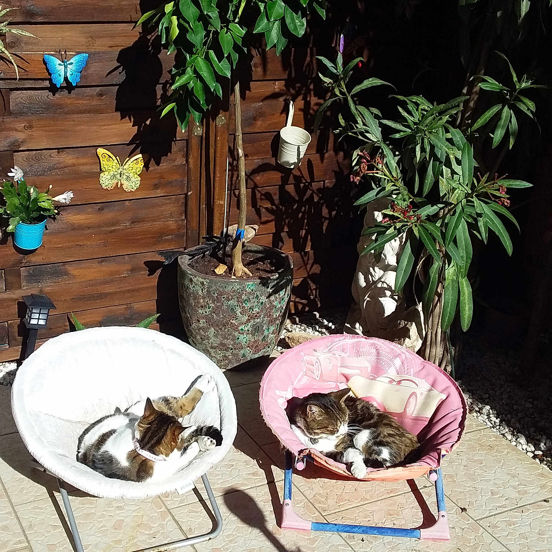 Tisane Et Guysmo