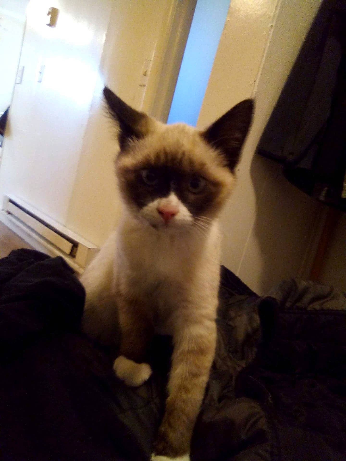 Peter joined the competition — help win amazing prizes! carnivore, cat, comfort, domestic_short_haired_cat, ear, fawn, felidae, fur, paw, room, small_to_medium_sized_cats, snout, tail, thai, tonkinese, whiskers