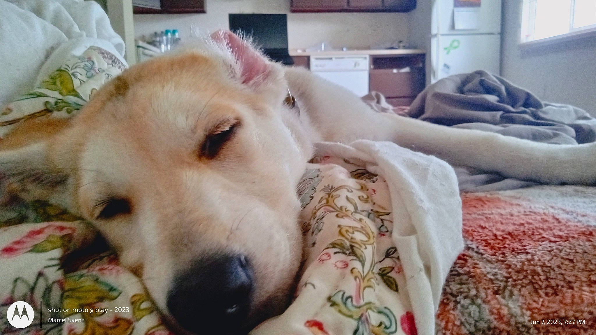 Harper is registered to the contest to win money with this photo: canidae, carnivore, comfort, companion_dog, couch, dog, dog_breed, dog_supply, ear, fawn, fur, guard_dog, linens, nap, non_sporting_group, puppy, snout, sporting_group, whiskers, working_animal