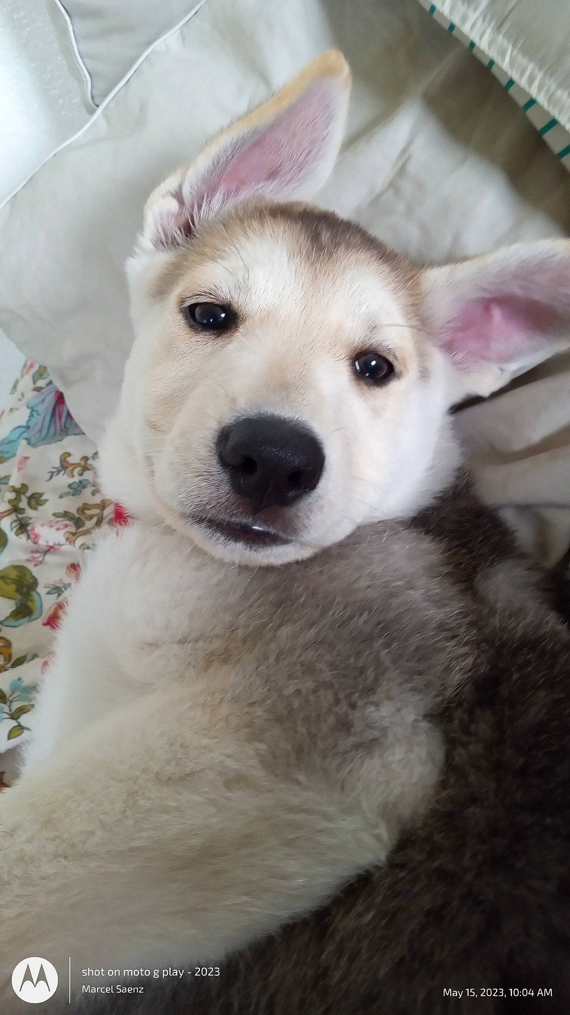 Harper joined the competition — help win amazing prizes! ancient_dog_breeds, canidae, carnivore, collar, companion_dog, dog, dog_breed, dog_collar, ear, eyelash, fawn, fur, happy, kintamani, paw, snout, sporting_group, whiskers, working_animal, working_dog