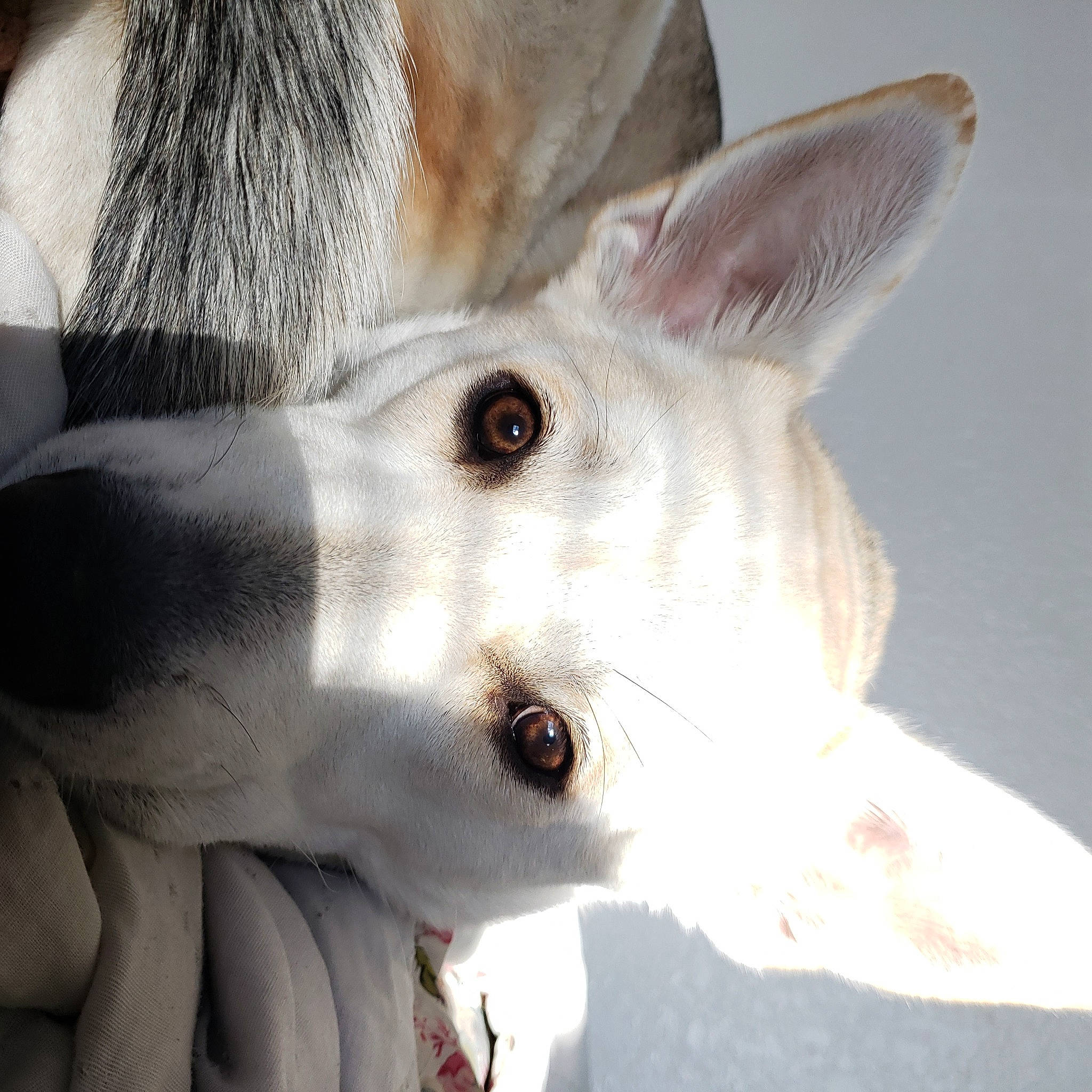 Harper is registered to the contest to win money with this photo: art, canidae, carnivore, close_up, companion_dog, dog, dog_breed, ear, eye, fawn, felidae, fur, head, jaw, no_expression, nose, snout, sporting_group, whiskers, working_animal