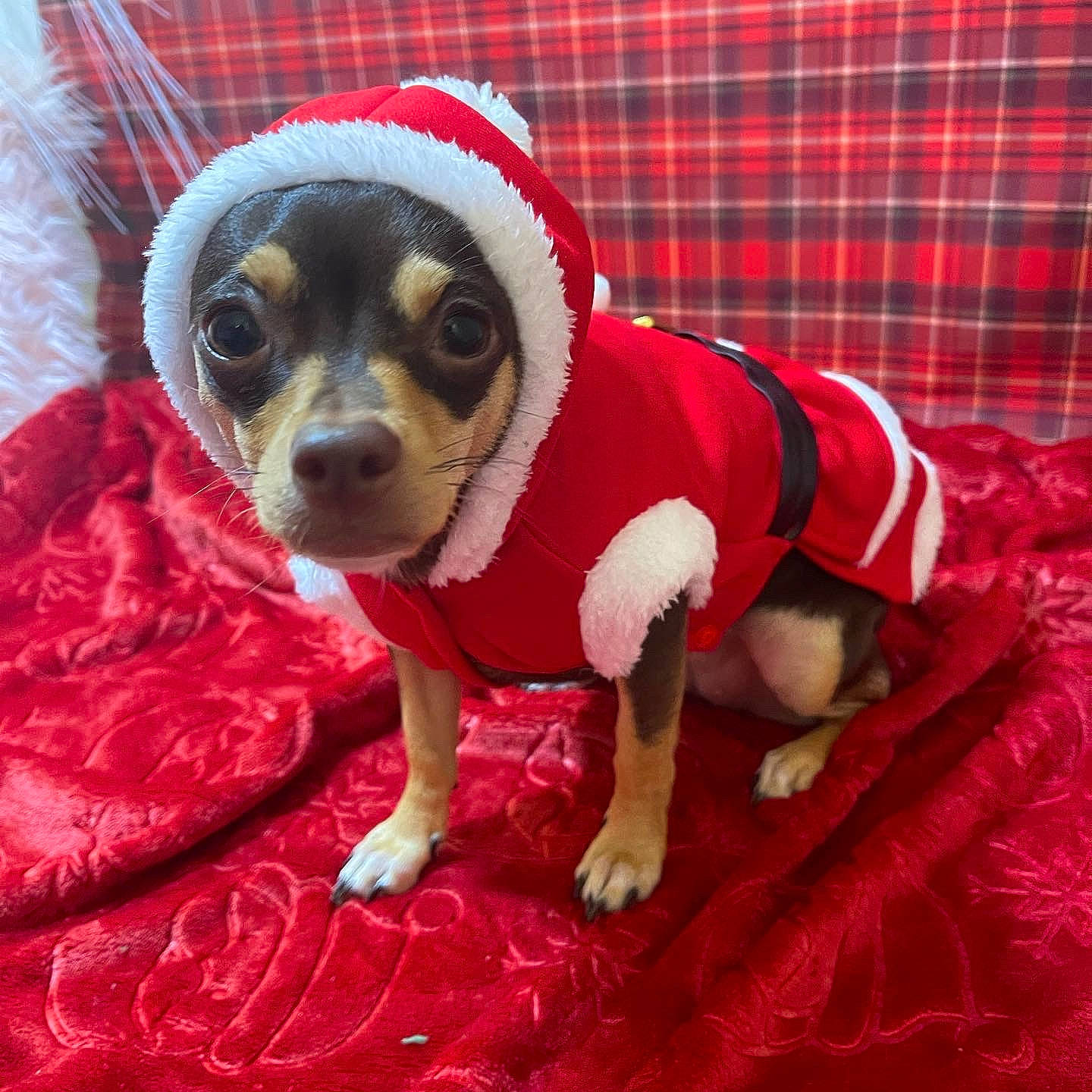 Tootsie Roll is registered to the contest to win money with this photo: carnivore, chihuahua, companion_dog, dog, dog_breed, dog_clothes, dog_supply, fawn, fur, pattern, pink, red, snout, sporting_group, sunglasses, tartan, toy, toy_dog, whiskers, working_animal