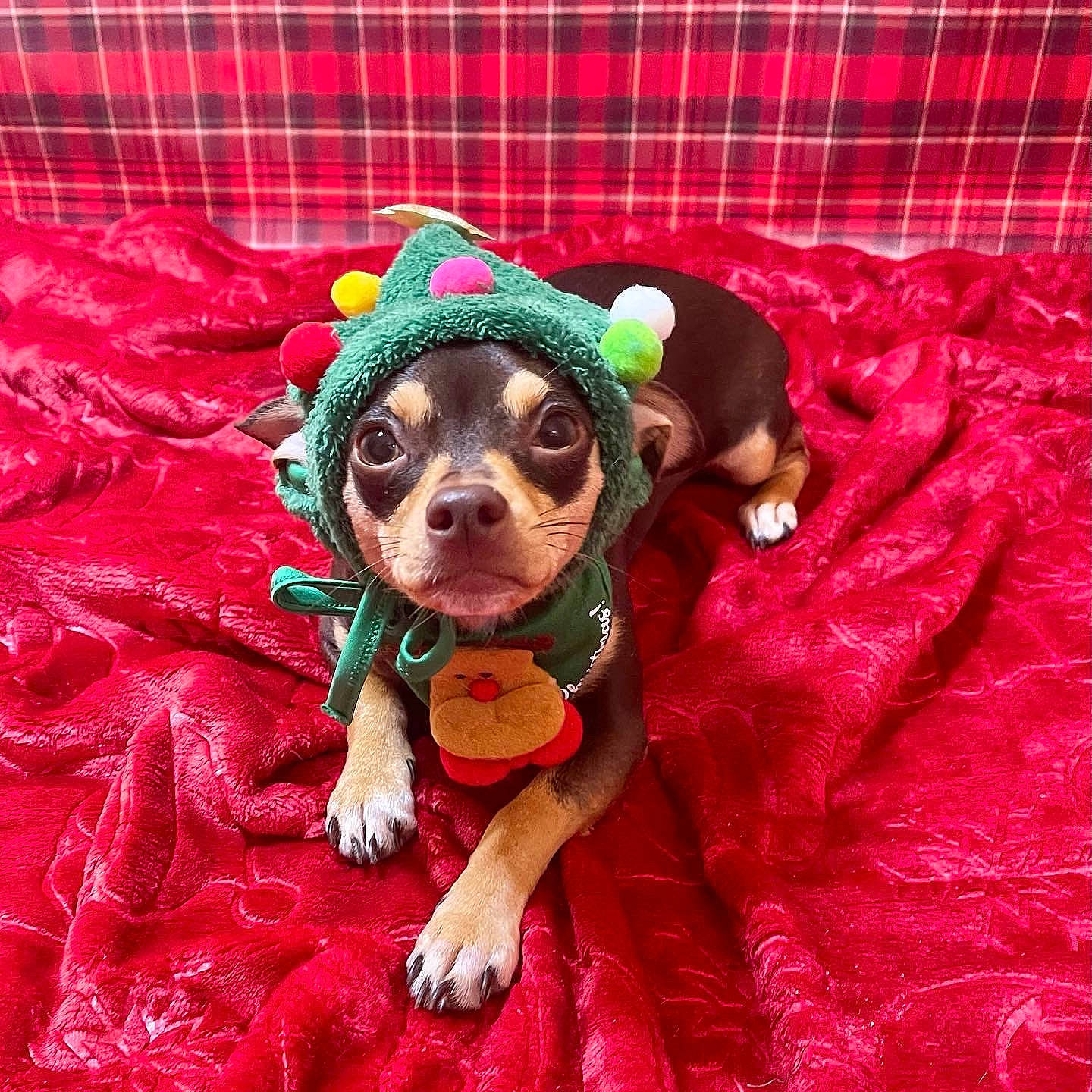 Tootsie Roll is registered to the contest to win money with this photo: carnivore, chihuahua, companion_dog, dog, dog_breed, dog_clothes, dog_supply, eyewear, fawn, fur, linens, liver, magenta, pink, snout, sporting_group, sunglasses, textile, toy_dog, working_animal