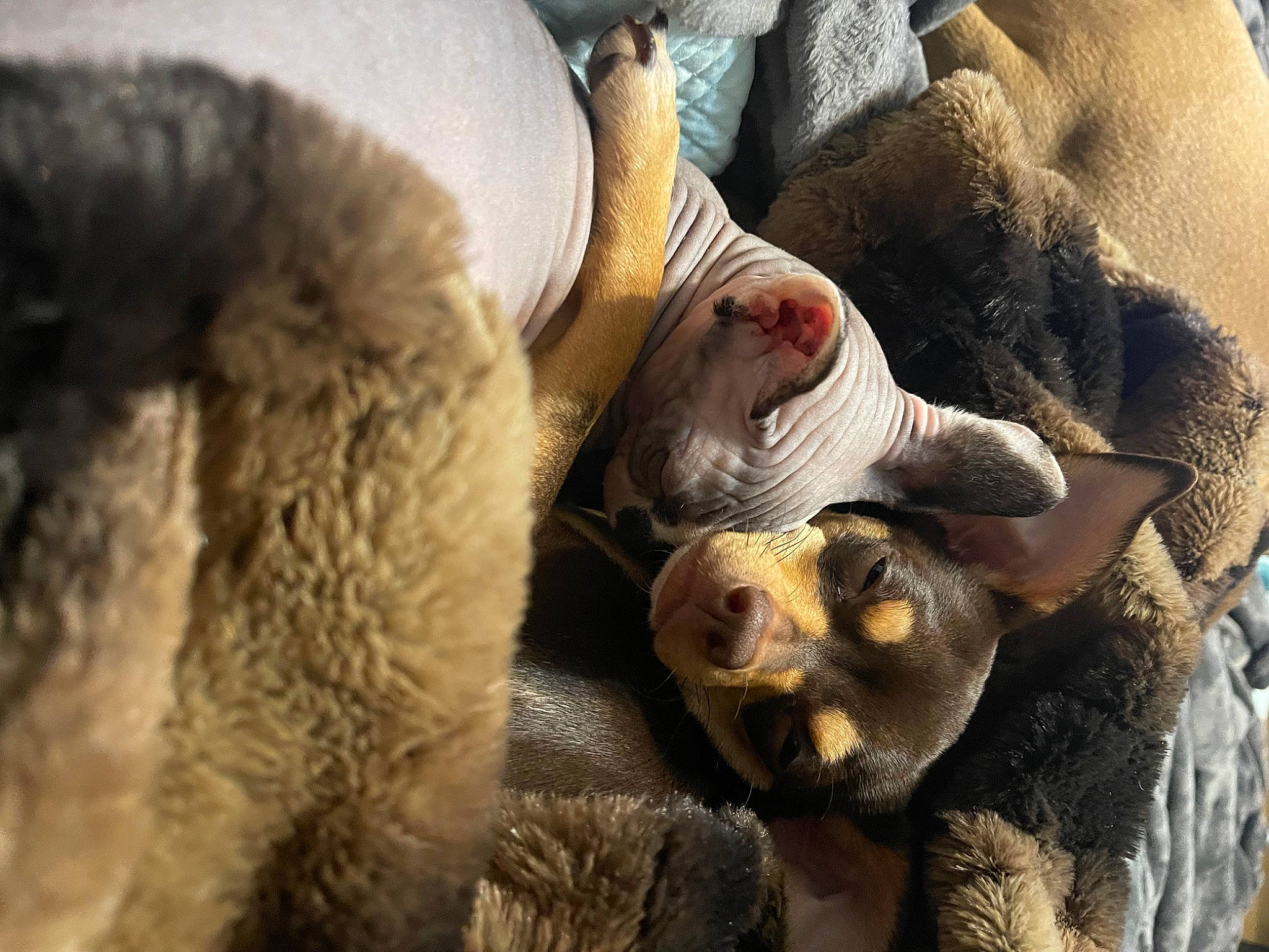 Tootsie Roll joined the competition — help win amazing prizes! canidae, carnivore, claw, comfort, companion_dog, fawn, felidae, fur, human_leg, livestock, natural_material, paw, snout, sporting_group, terrestrial_animal, toy, vertebrate, wildlife, wool, wrinkle