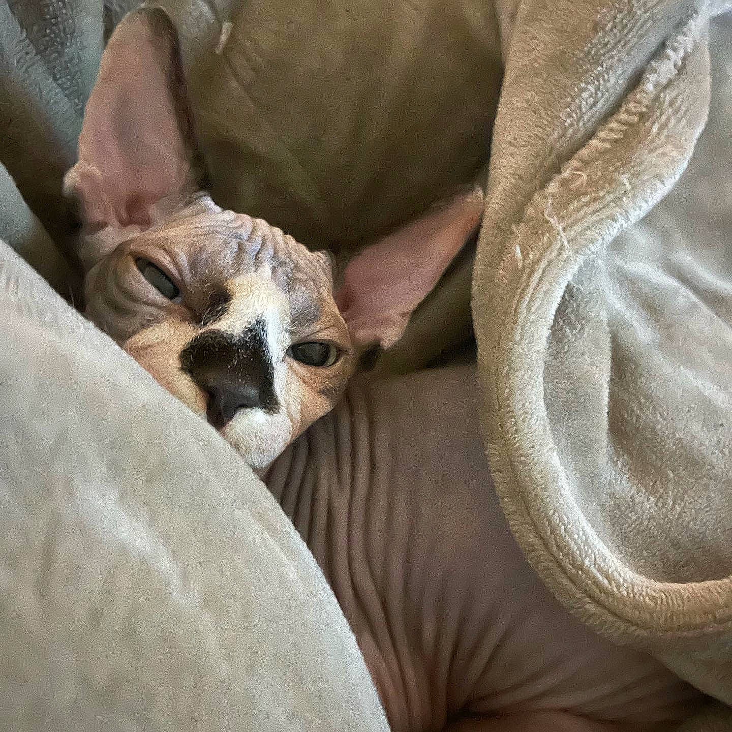 Fabio is registered to the contest to win money with this photo: canidae, carnivore, comfort, companion_dog, couch, dog, dog_breed, fawn, felidae, fur, linens, nap, paw, small_to_medium_sized_cats, snout, sporting_group, terrestrial_animal, whiskers, wildlife, working_animal