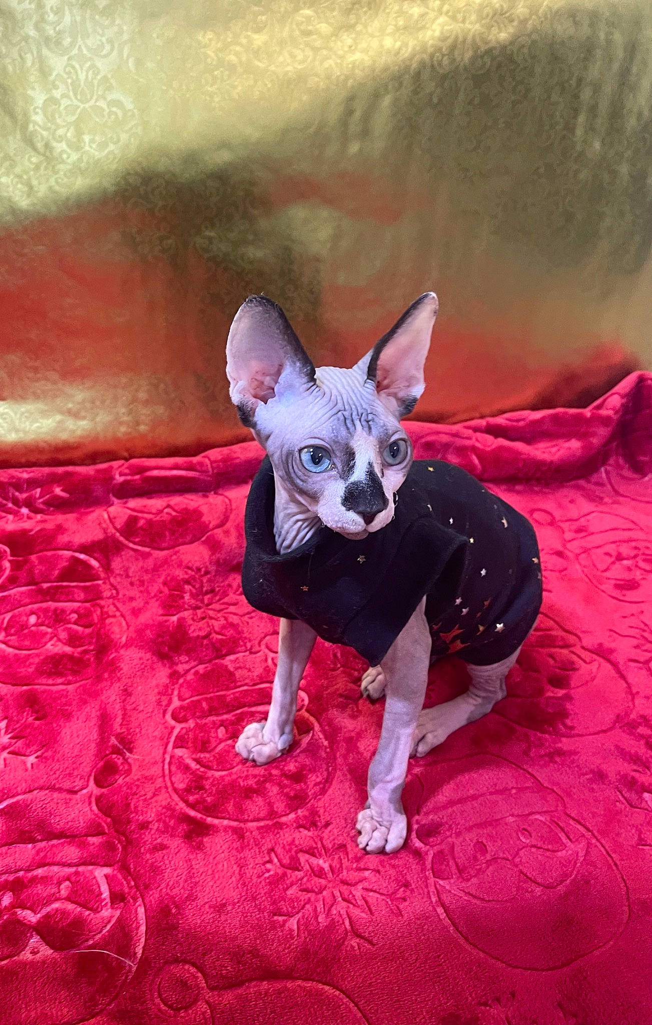 Fabio is registered to the contest to win money with this photo: carnivore, chihuahua, companion_dog, dog, dog_breed, dog_supply, dress, electric_blue, fawn, felidae, fur, grey, magenta, pink, purple, snout, toy, toy_dog, violet, whiskers