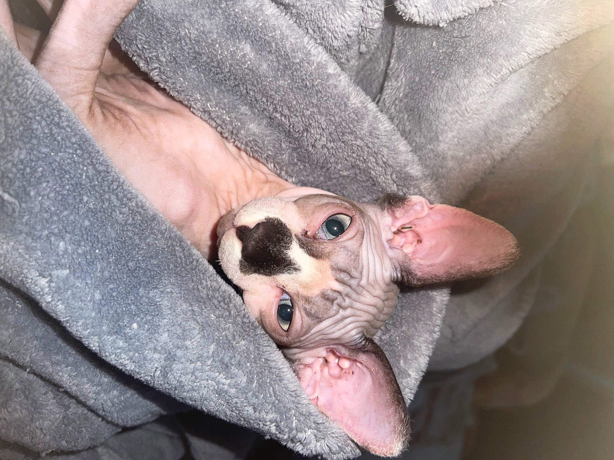 Fabio joined the competition — help win amazing prizes! carnivore, close_up, comfort, companion_dog, denim, dog, dog_breed, fawn, foot, fur, grey, human_leg, nail, paw, sleeve, snout, terrestrial_animal, thigh, whiskers, wrinkle