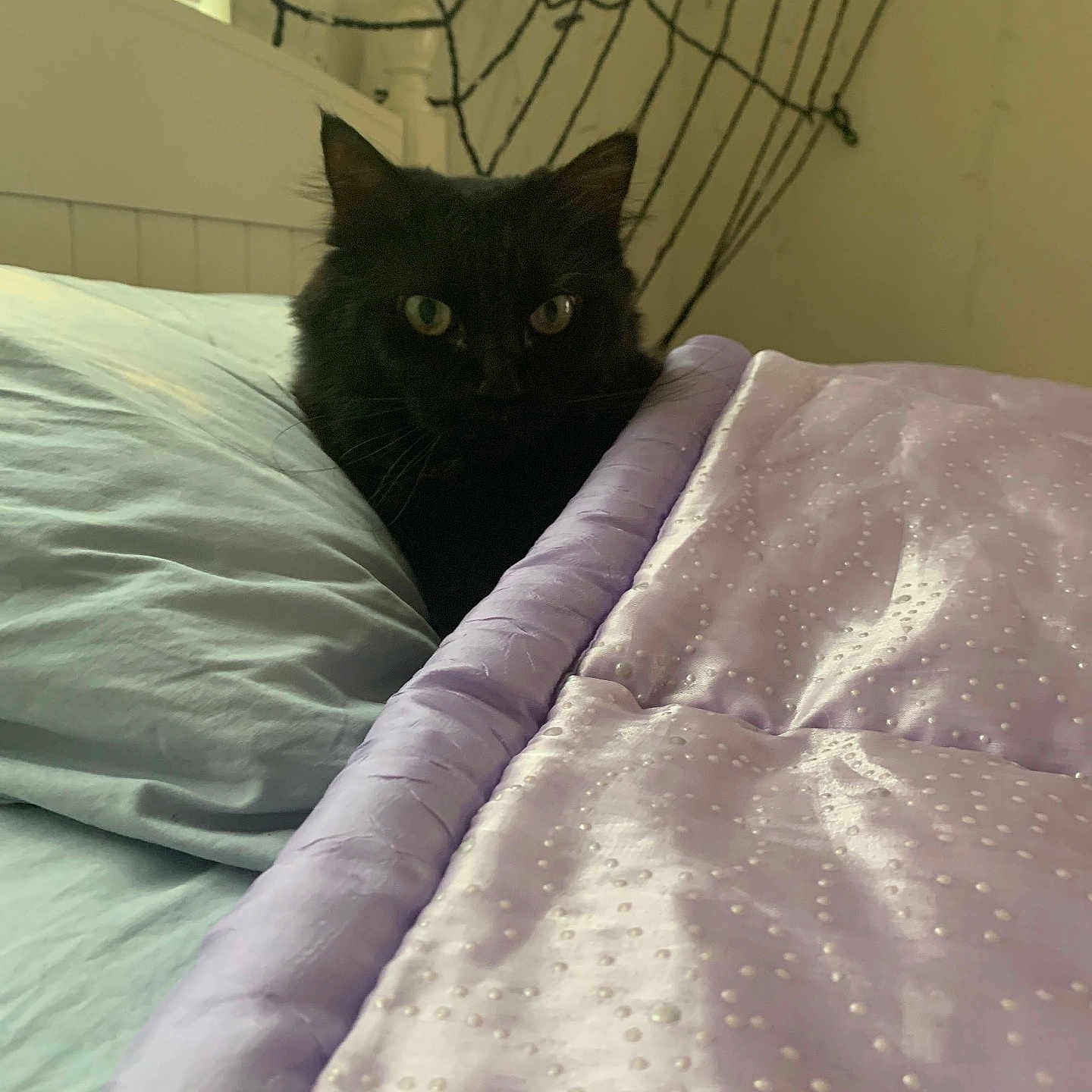 Midnight joined the competition — help win amazing prizes! abyssinian, animal, bed, bedroom, blackcat, blanket, cat, couch, crib, cushion, den, furniture, homedecor, indoors, kitten, linen, manx, pet, quilt, room