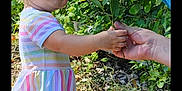 Zo'E is registered to the contest to win money with this photo: toddler, child, adult, flowers, wildflowers, nature, outdoor, greenery, wooden_fence, dress, leggings, shoes, beard, hand, smile, curious, sunlight, pathway, plants, interaction