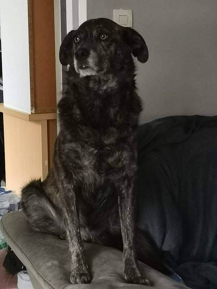 Mario a rejoint le concours — aidez-le/la à gagner de superbes lots ! borador, canidae, carnivore, companion_dog, dog, dog_breed, fur, grey, gun_dog, shelf, sporting_group, terrestrial_animal, whiskers, working_animal, working_dog