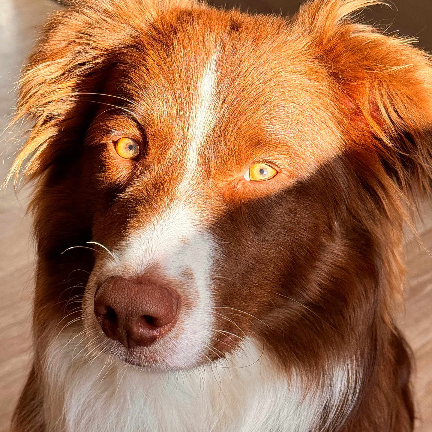 Rocket participe au concours pour gagner de l'argent avec cette photo : animal, canine, cockerspaniel, collie, dog, goldenretriever, hardwood, hound, husky, pet, pointer, puppy, snout, terrier, wood