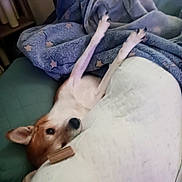 Maxwell joined the competition — help win amazing prizes! dog, blanket, couch, pet, relaxed, indoor, fur, paw, ears, face, resting, cozy, sleeping_area, home, comfort, animal, lying_down, brown, white, blue