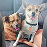 dog, pets, car_interior, seat, happy, smiling, tongue_out, collar, tag, brown_dog, white_and_brown_dog, companionship, relaxing, cute, animal, domestic_animal, friendship, car_trip, two_dogs, canine
