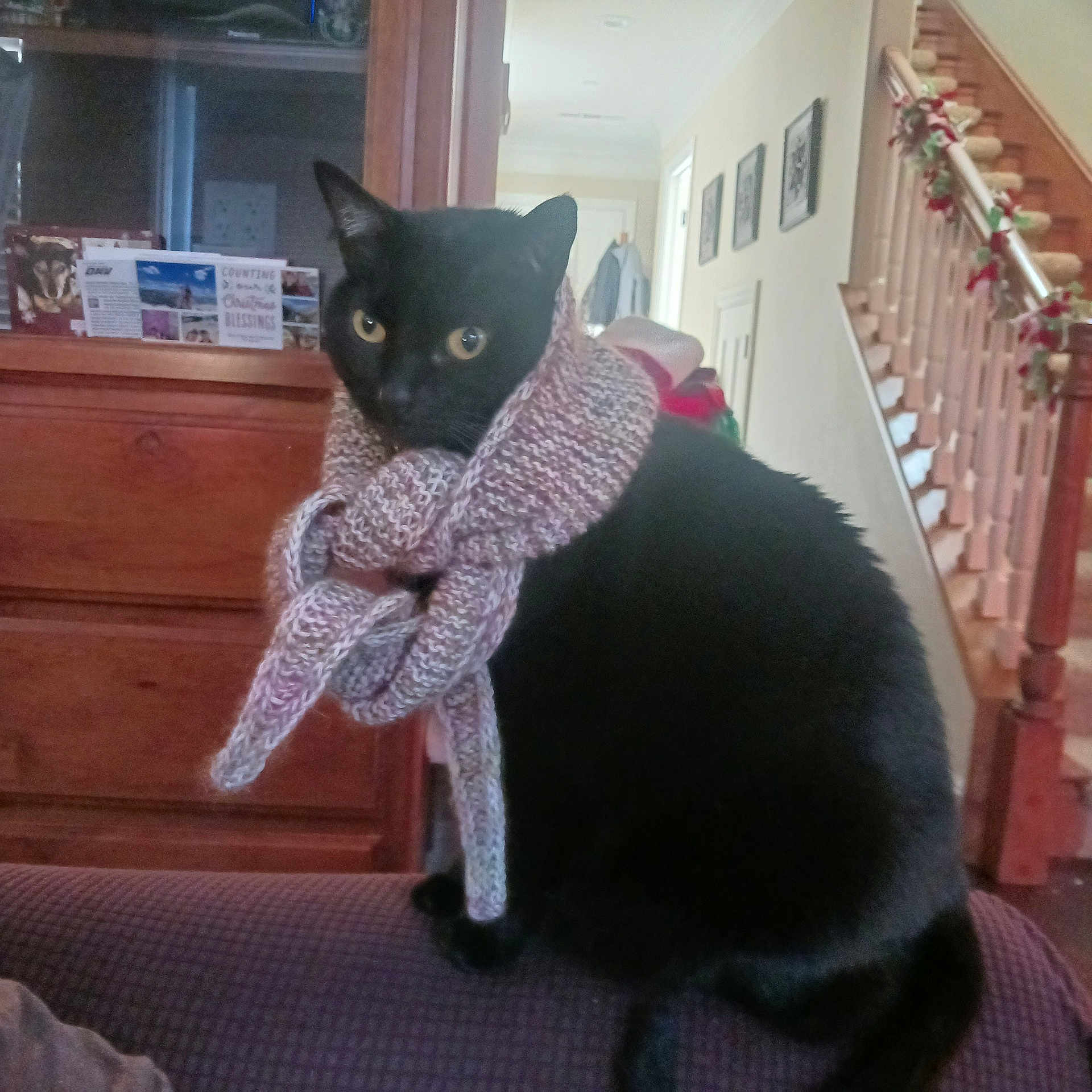 Leela Turanga is registered to the contest to win money with this photo: black_cat, scarf, knitted_scarf, cat, indoor, furniture, couch, home_interior, wooden_furniture, staircase, garland, decorations, pet, animal, cozy, curious, sitting, yellow_eyes, warm_lighting, holiday_decor