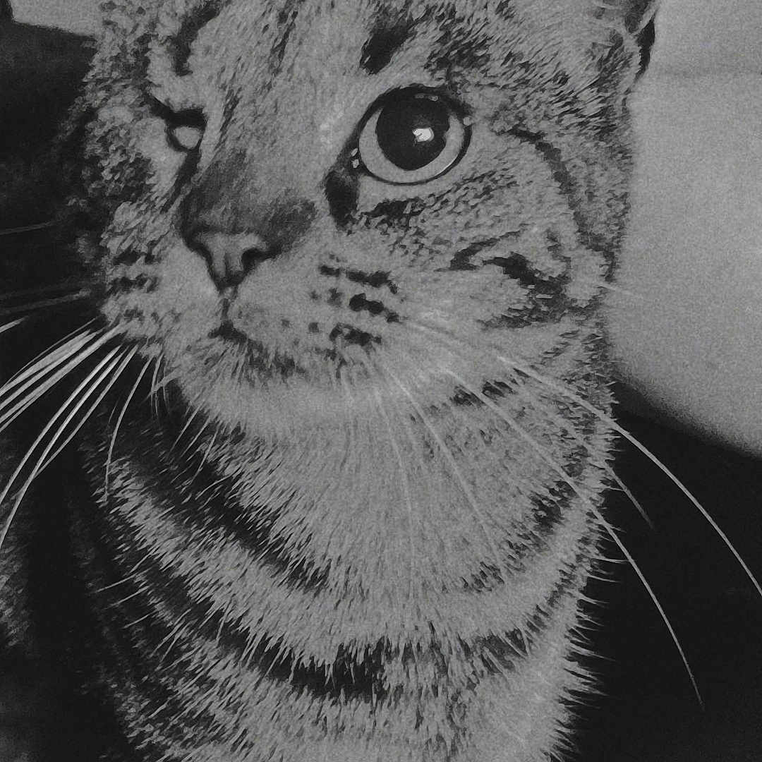 Minette participe au concours pour gagner de l'argent avec cette photo : abyssinian, animal, bodypart, cat, ear, egyptiancat, face, gray, head, kitten, manx, mouth, person, pet, photography, portrait, sleeping, snout, teeth