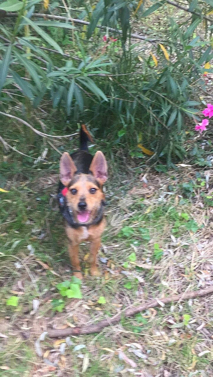 Kiki a rejoint le concours — aidez-le/la à gagner de superbes lots ! annual_plant, canidae, carnivore, companion_dog, dog, dog_breed, dog_supply, east_european_shepherd, fawn, flower, grass, groundcover, herding_dog, plant, shrub, soil, sporting_group, tail, terrestrial_plant, working_dog