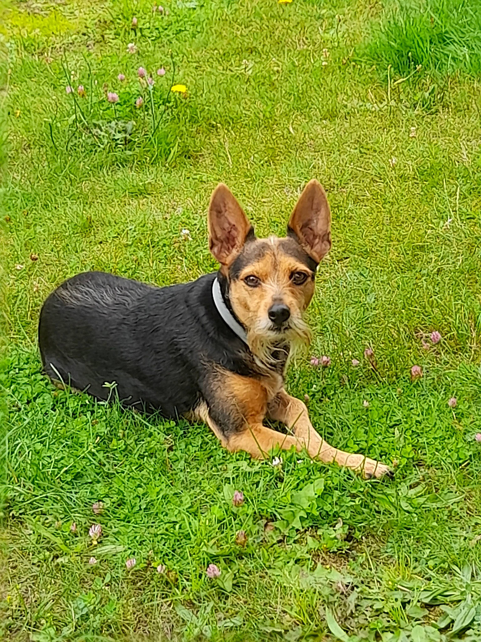 Kiki a rejoint le concours — aidez-le/la à gagner de superbes lots ! canidae, carnivore, companion_dog, dog, dog_breed, dog_supply, fawn, flower, grass, grassland, groundcover, herding_dog, hunting_dog, plant, snout, sporting_group, terrestrial_animal, terrestrial_plant, working_dog