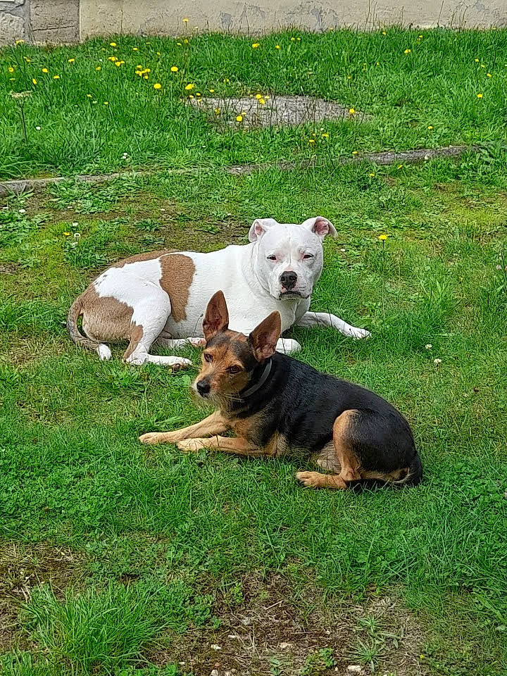 Kiki a rejoint le concours — aidez-le/la à gagner de superbes lots ! canidae, carnivore, companion_dog, dog, dog_breed, flower, grass, grassland, pasture, plant, sporting_group, tail, terrestrial_animal, working_animal, working_dog