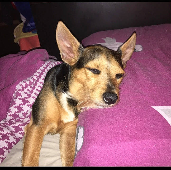 Kiki participe au concours pour gagner de l'argent avec cette photo : canidae, carnivore, companion_dog, dog, dog_breed, dog_supply, ear, fawn, fur, german_shepherd_dog, herding_dog, paw, puppy_love, snout, sporting_group, toy_dog, whiskers, working_animal, working_dog