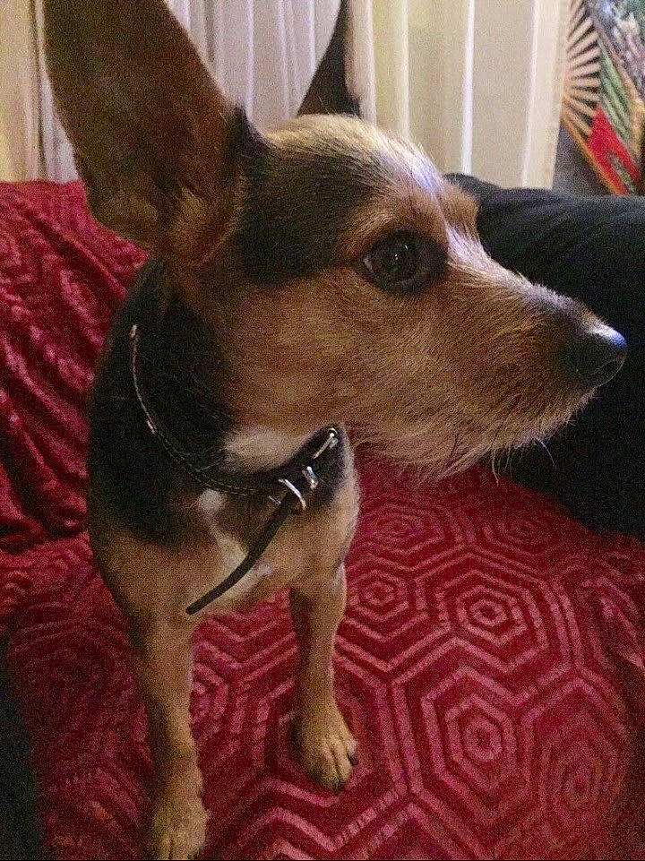 Kiki participe au concours pour gagner de l'argent avec cette photo : ancient_dog_breeds, canidae, carnivore, collar, companion_dog, dog, dog_breed, dog_collar, dog_supply, ear, fawn, fur, liver, non_sporting_group, snout, sporting_group, terrestrial_animal, toy_dog, whiskers, working_animal