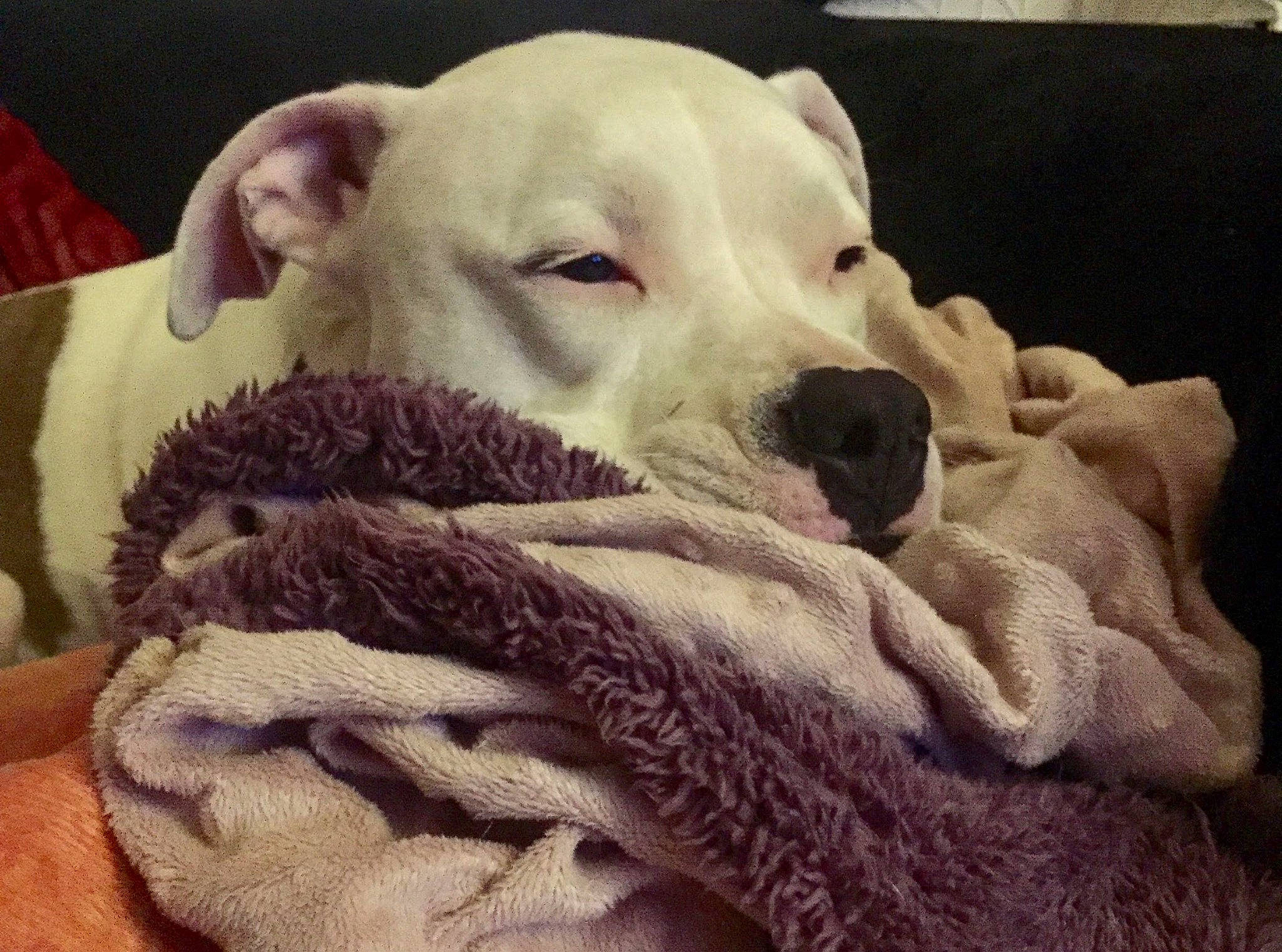 Blanco a rejoint le concours — aidez-le/la à gagner de superbes lots ! bedtime, canidae, carnivore, cloud, comfort, companion_dog, dog, dog_breed, fawn, fur, jaw, linens, nap, paw, puppy_love, selfie, snout, sporting_group, whiskers, working_animal