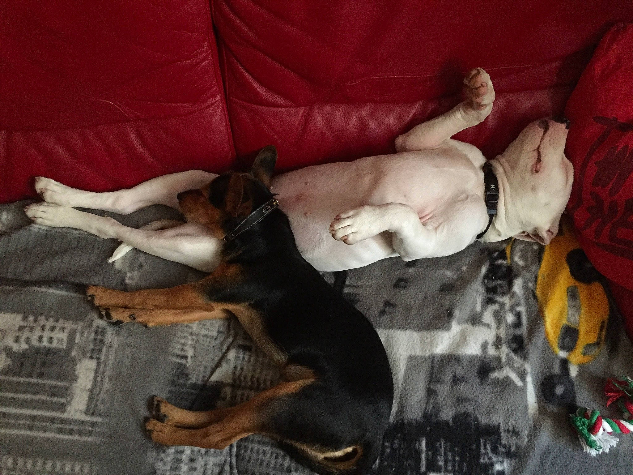 Blanco a rejoint le concours — aidez-le/la à gagner de superbes lots ! canidae, carnivore, comfort, companion_dog, couch, dog, dog_breed, fawn, fur, guard_dog, linens, nap, non_sporting_group, paw, snout, sporting_group, tail, toy_dog, working_animal, working_dog