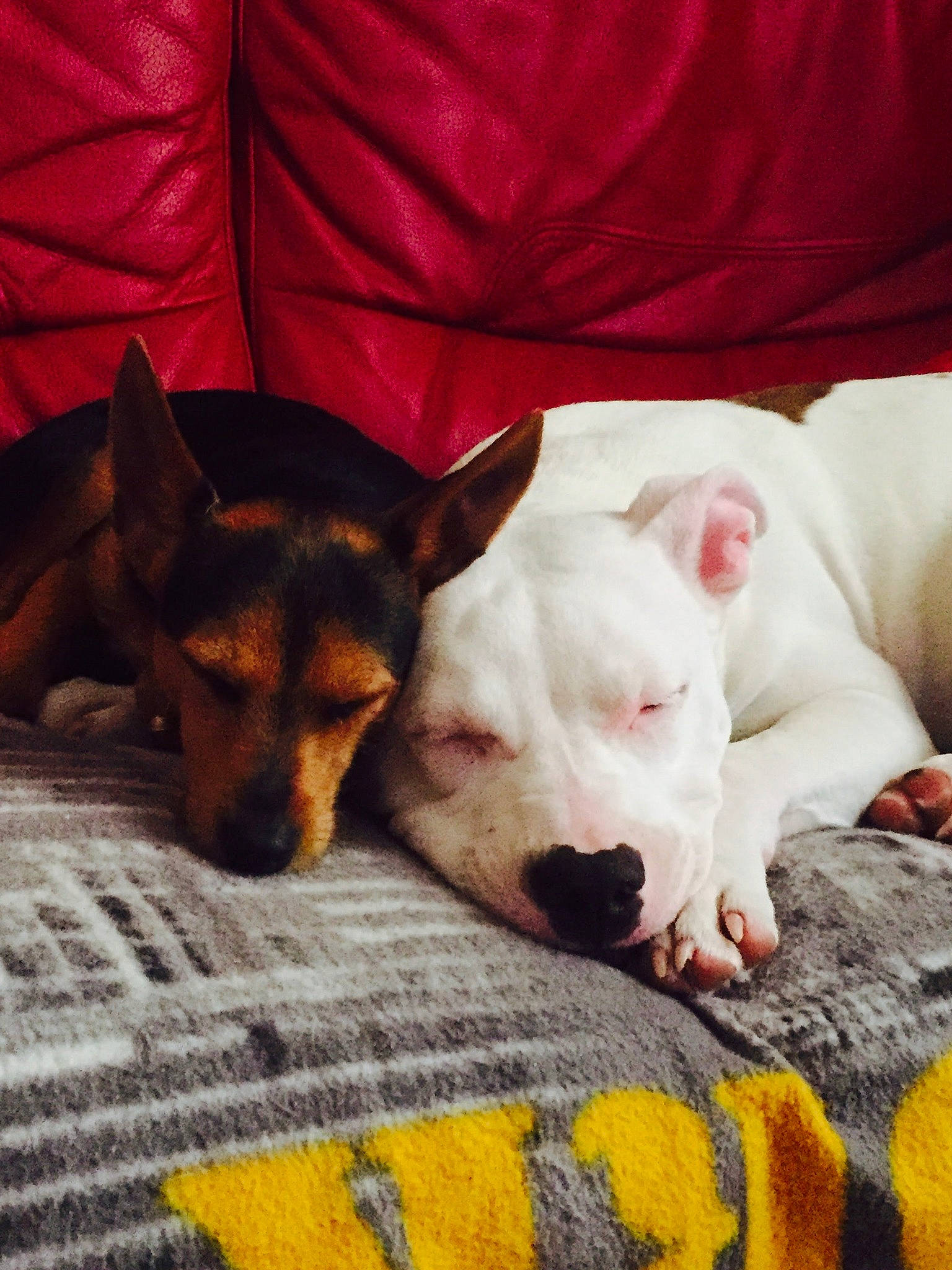 Blanco participe au concours pour gagner de l'argent avec cette photo : bedding, canidae, carnivore, comfort, companion_dog, couch, dog, dog_breed, fawn, fur, linens, mammal, paw, pillow, puppy_love, snout, sporting_group, throw_pillow, whiskers, working_animal