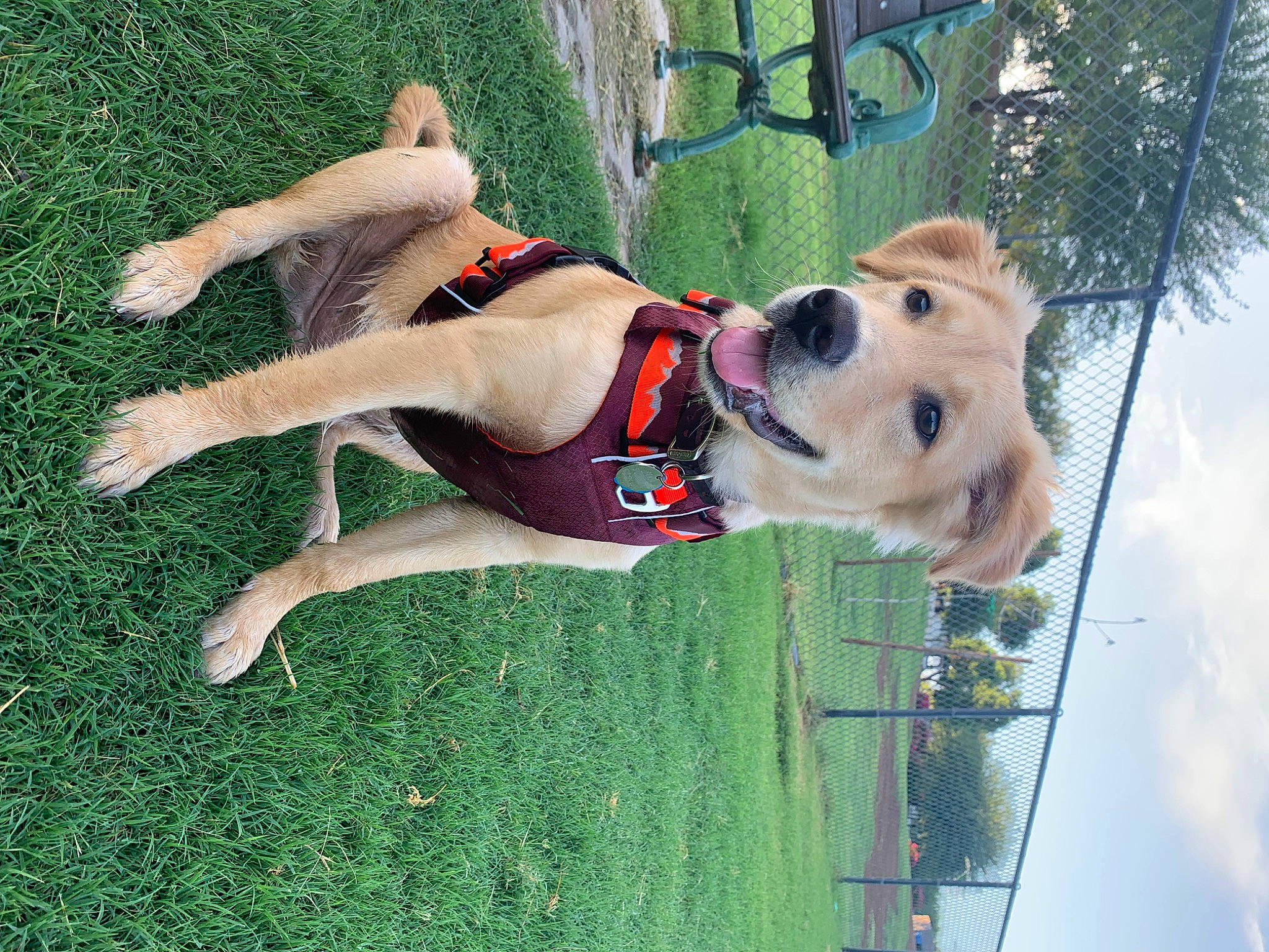 Franklin is registered to the contest to win money with this photo: canidae, carnivore, cloud, collar, companion_dog, dog, dog_breed, dog_collar, dog_supply, fawn, grass, leash, leisure, plant, recreation, sky, sporting_group, thigh, tree, water