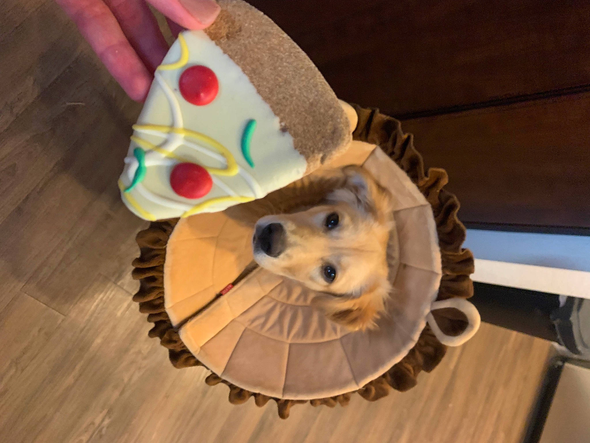 Franklin joined the competition — help win amazing prizes! carnivore, circle, companion_dog, cone, costume_hat, dog, dog_breed, dog_clothes, dog_supply, fashion_accessory, fawn, flooring, fur, hardwood, hat, party_hat, party_supply, tire, wheel, wood