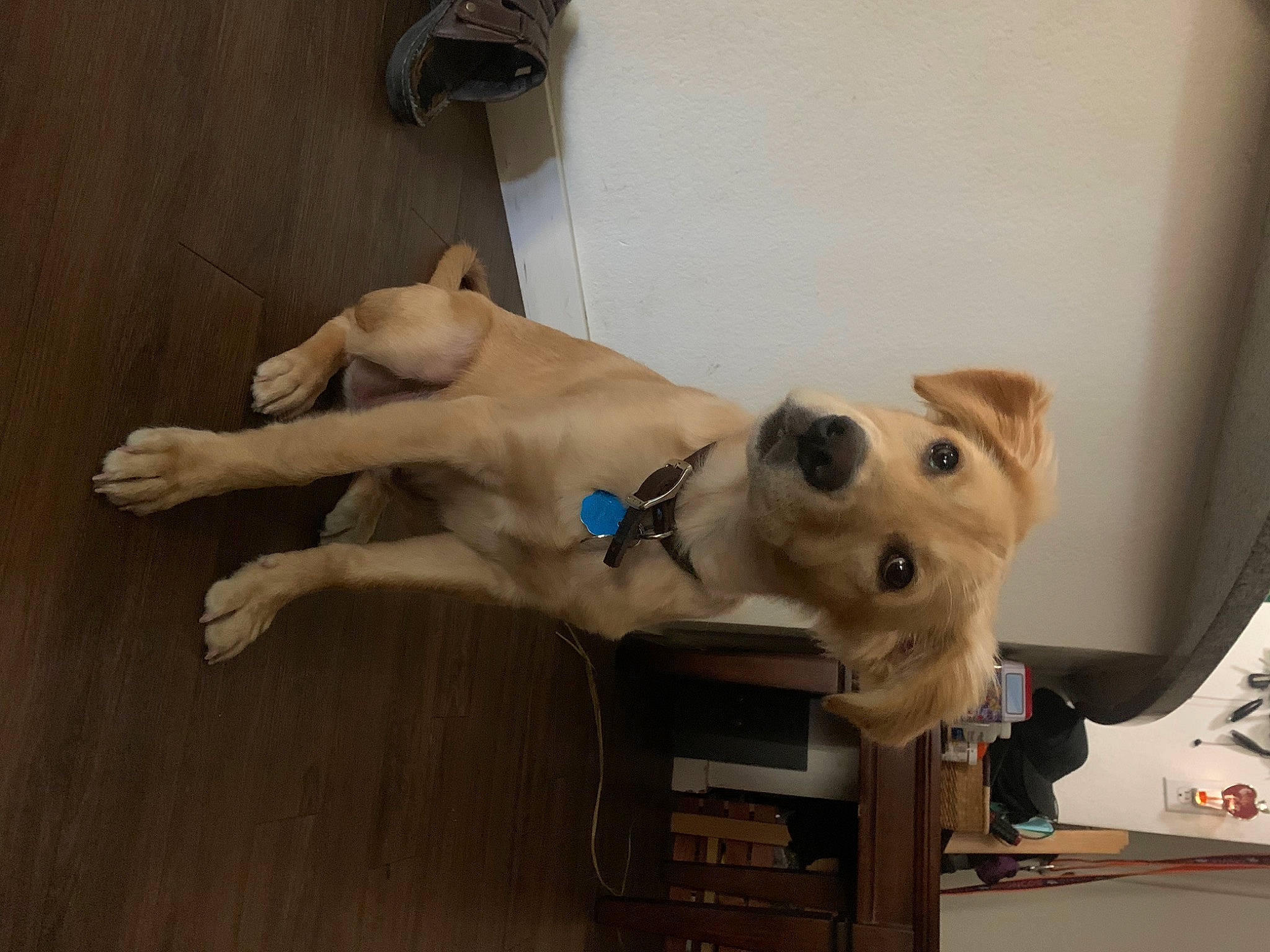 Franklin joined the competition — help win amazing prizes! adventure, art, canidae, carnivore, chest, collar, companion_dog, dog, dog_breed, dog_collar, fawn, flooring, fur, guard_dog, hardwood, leash, snout, sporting_group, wood, working_animal