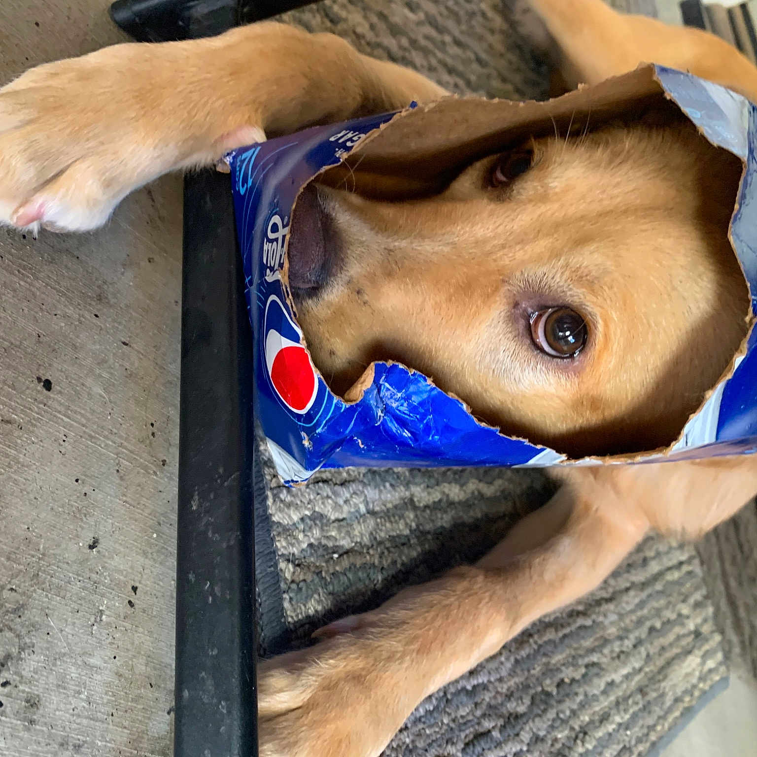 Franklin joined the competition — help win amazing prizes! canidae, carnivore, collar, companion_dog, dog, dog_breed, dog_supply, electric_blue, fawn, fun, jaw, liver, nose, pet_supply, selfie, snout, sporting_group, whiskers, working_animal, wrinkle