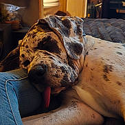 Moose is registered to the contest to win money with this photo: dog, sleeping, tongue_out, spotted, resting, denim, leg, indoor, cozy, warm_lighting, fur, pet, relaxed, closeup, home, bed, furniture, quiet, comfort, companion