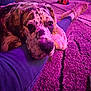 Moose is registered to the contest to win money with this photo: dog, spotted_dog, carpet, person, leg, footwear, indoor, crate, toy, relaxed, pet, animal, purple_light, pink_light, casual, home, resting, companion, cute, cozy