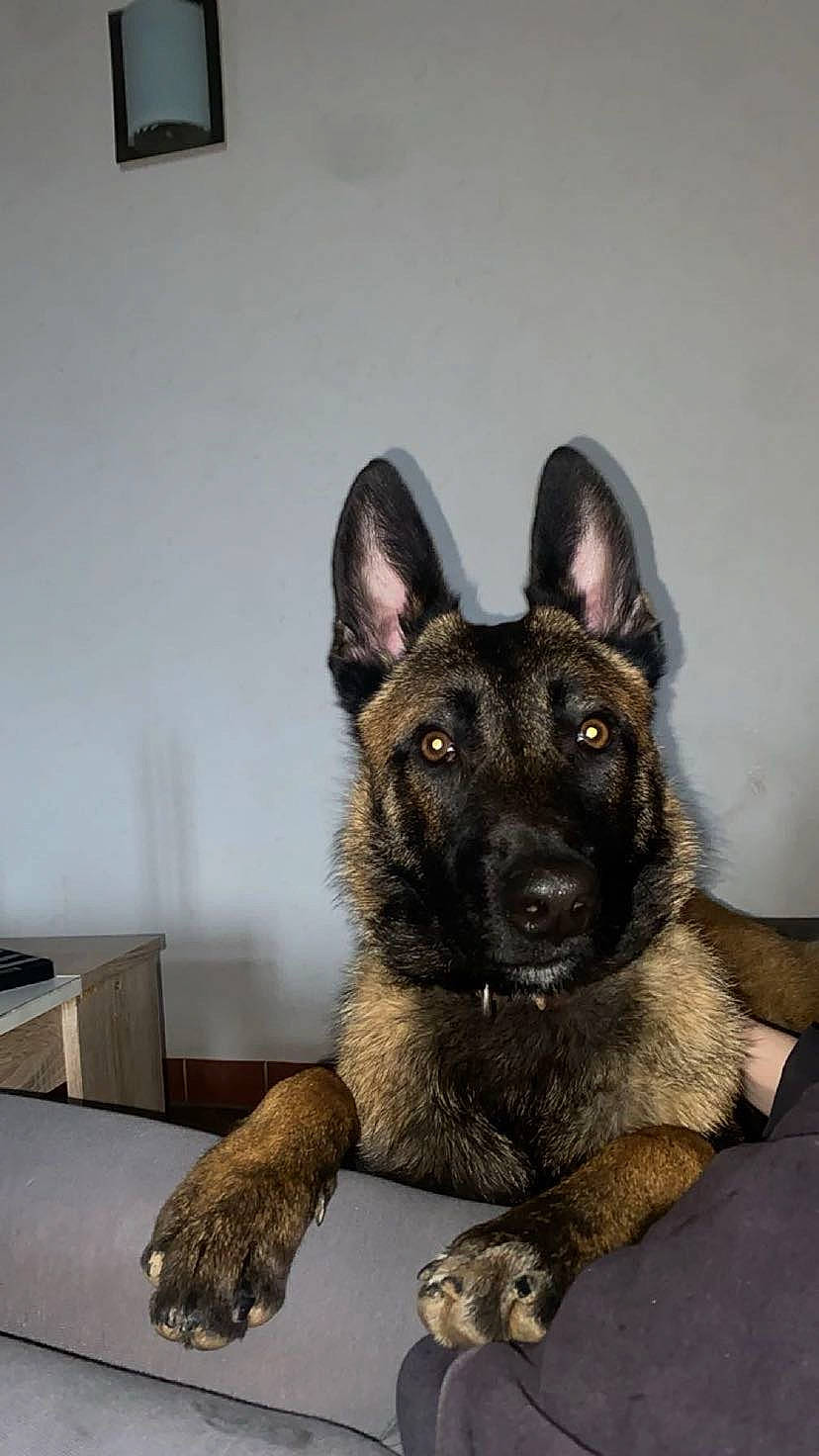 Oslow participe au concours pour gagner de l'argent avec cette photo : canidae, carnivore, companion_dog, dog, dog_breed, east_european_shepherd, fur, german_shepherd_dog, herding_dog, king_shepherd, old_german_shepherd_dog, plant, snout, sporting_group, terrestrial_animal, whiskers, working_animal, working_dog