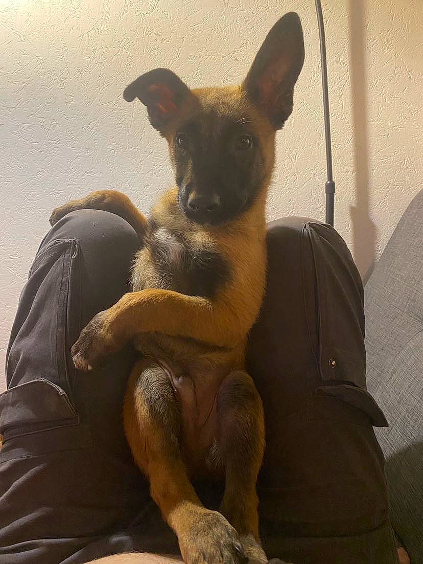 Oslow participe au concours pour gagner de l'argent avec cette photo : canidae, carnivore, chihuahua, comfort, companion_dog, dog, dog_breed, dog_supply, ear, fawn, fur, paw, prazsky_krysarik, russkiy_toy, snout, sporting_group, terrestrial_animal, toy_dog, whiskers, working_animal