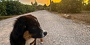 Ayro participe au concours pour gagner de l'argent avec cette photo : puppy, dog, leash, gravel_road, sunset, outdoor, nature, greenery, sky, clouds, pets, young_dog, brown_black_white_fur, walking, animal, curious, scenery, trees, field, rural