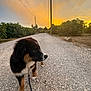 puppy, dog, leash, gravel_road, sunset, outdoor, nature, greenery, sky, clouds, pets, young_dog, brown_black_white_fur, walking, animal, curious, scenery, trees, field, rural
