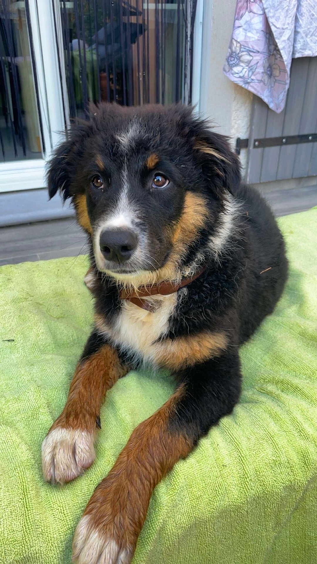 Ayro a rejoint le concours — aidez-le/la à gagner de superbes lots ! puppy, dog, animal, pet, fur, black, brown, white, towel, outdoor, door, collar, cute, looking_up, lying_down, ears, nose, paw, young, fluffy